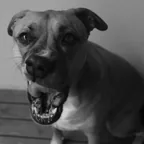 Donavan