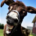Donkster5