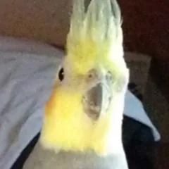 ExiledRatLord