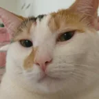 insobyr