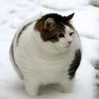 Large Cat