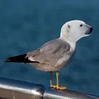 Polar Bear Seagull