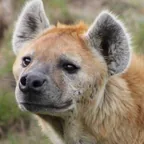 Shenzi